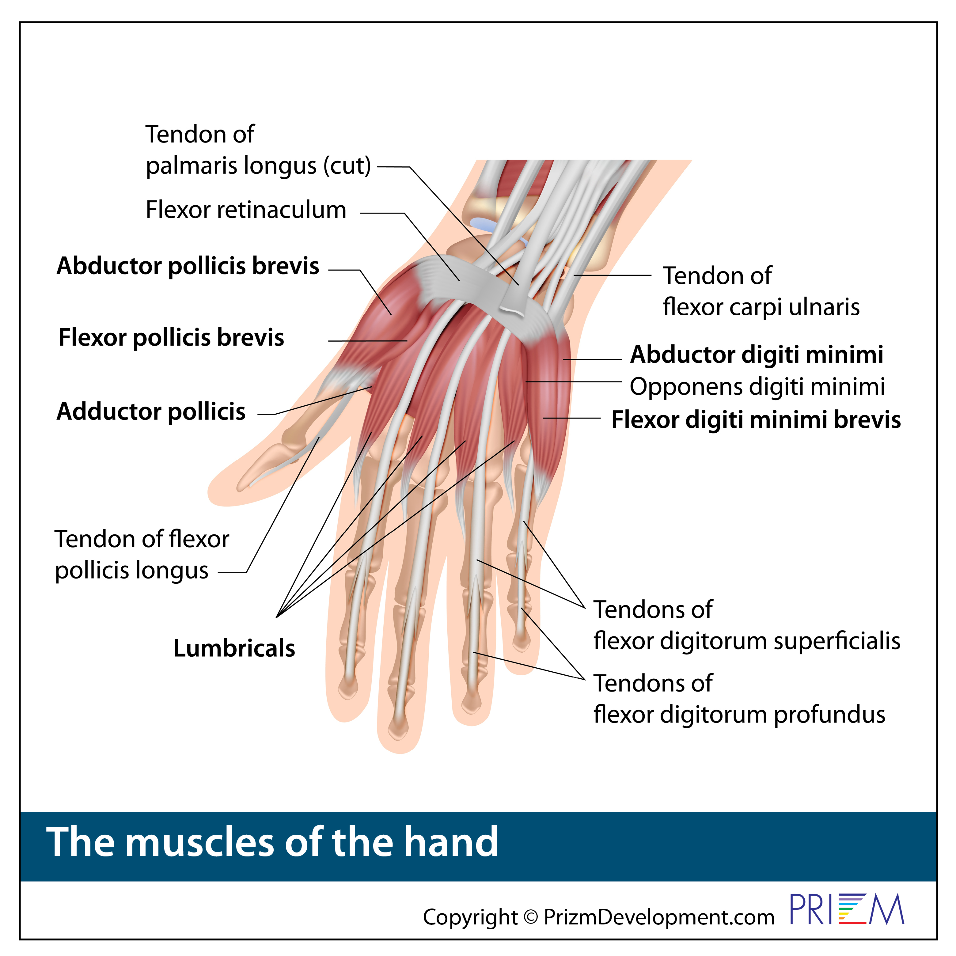 Anatomy Of A Hand Watch Anatomy Of A Scandal WMQBF Anatomy Of A Hand Watch Anatomy Of A Scandal WMQBF