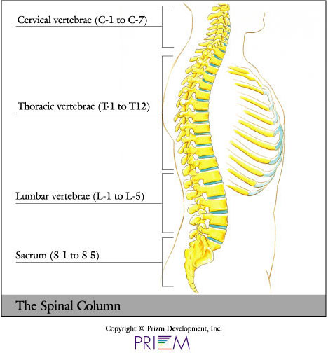 spine anatomy library